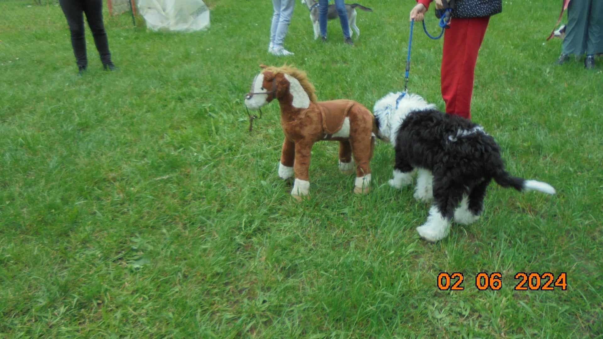 Découverte de pompon le chiot regarde la carte d'identité de la peluche