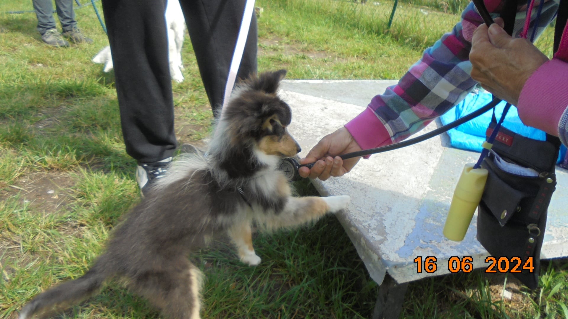 Sensibilisation au stéthoscope pour un chiot de 3 mois