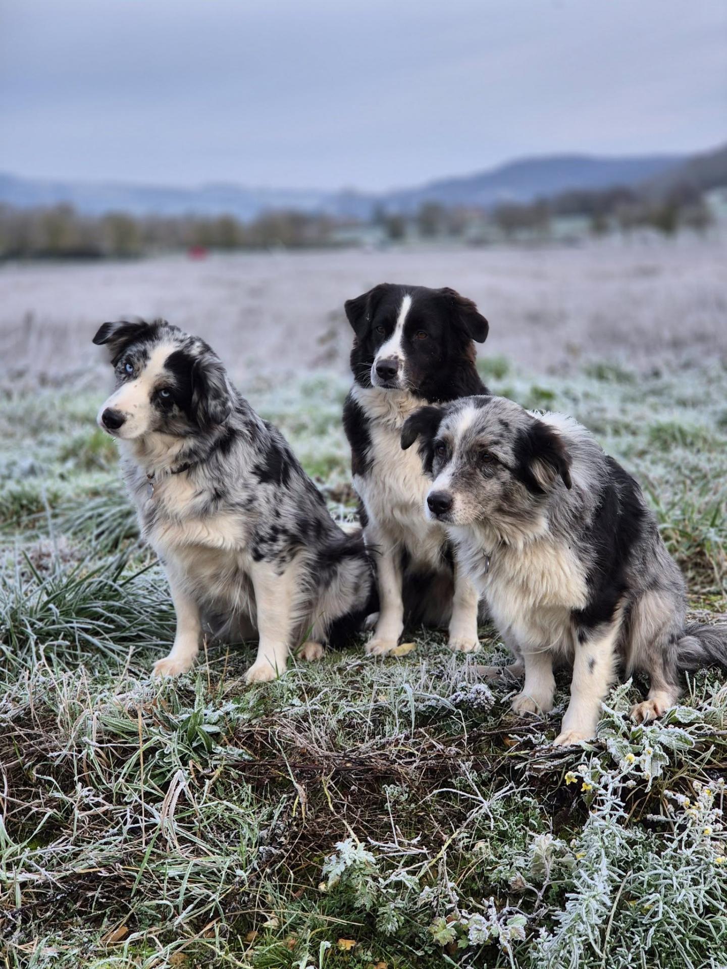 T tane t pearl momoye